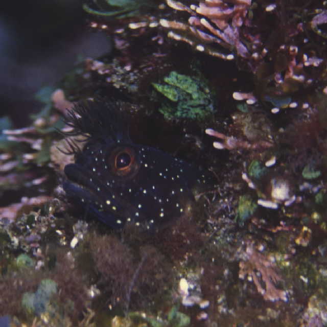 Neoclinus chihiroe